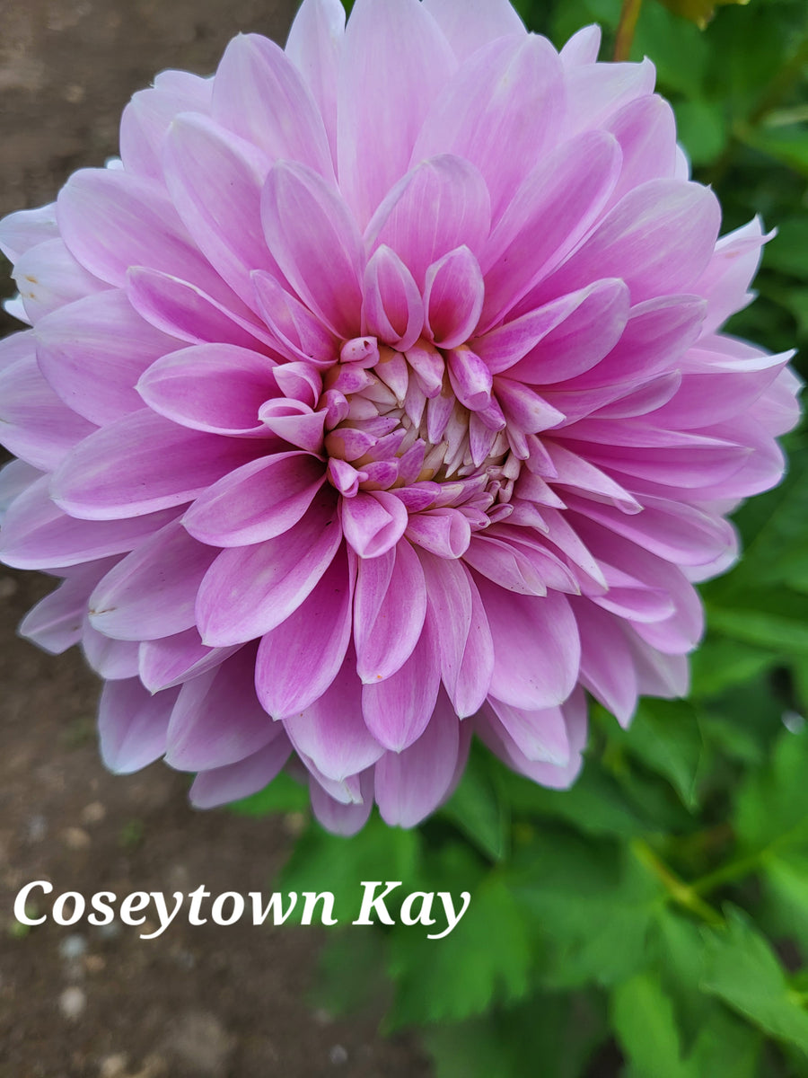 DAHLIAさん専用 CT Sangria Dahlia Tuber – Dahlias & Petals