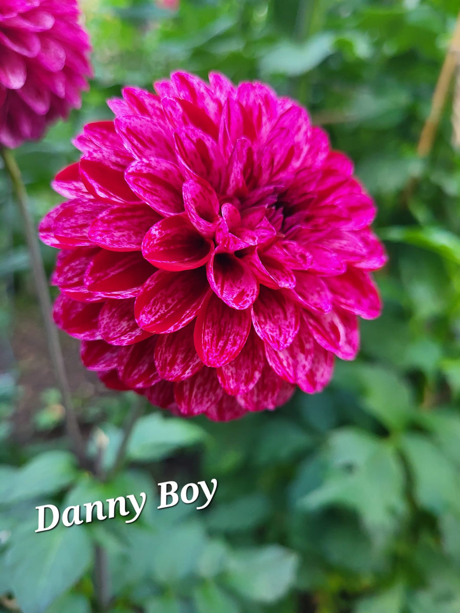 Danny Boy Dahlia Tuber – Dahlias & Petals