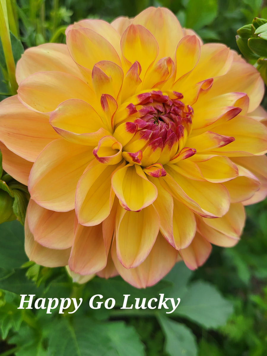 Happy Go Lucky Dahlia Tuber – Dahlias & Petals
