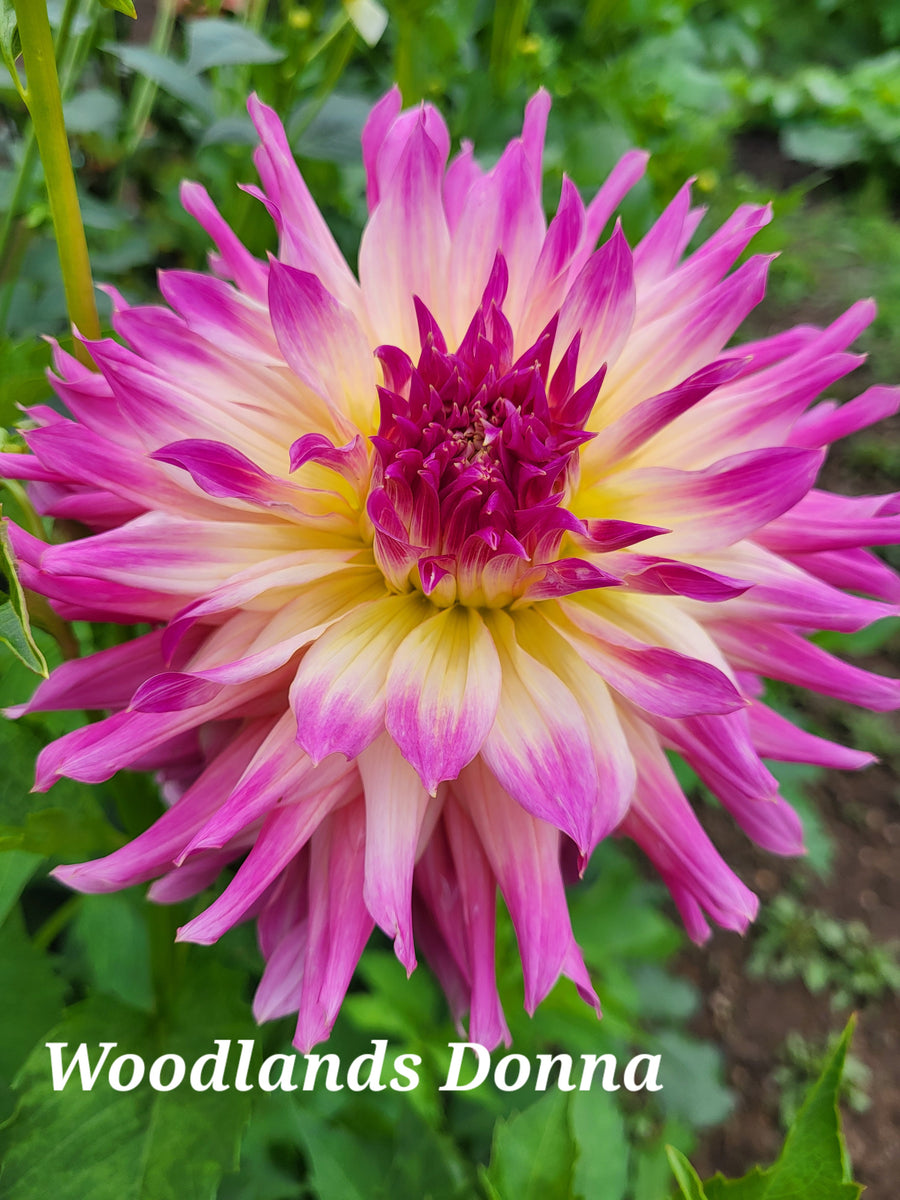 Woodland's Donna Dahlia Tuber – Dahlias & Petals