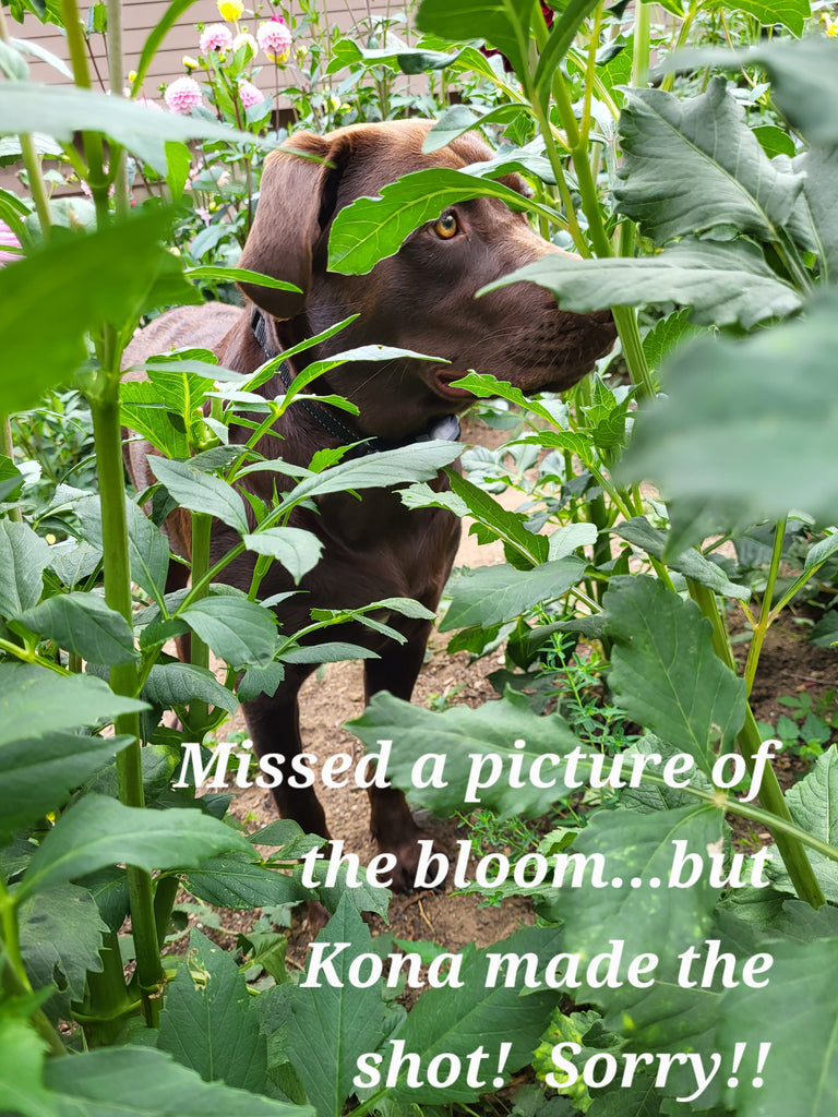 Miss Amara Dahlia Tuber
