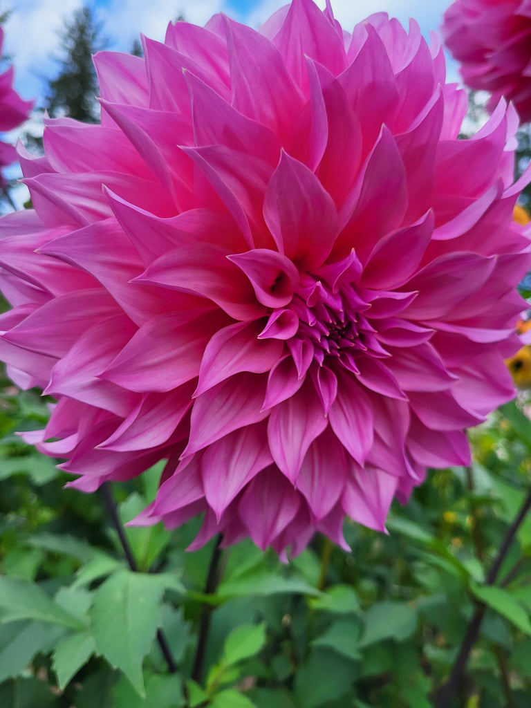 Arthur Hambley Dahlia Tuber
