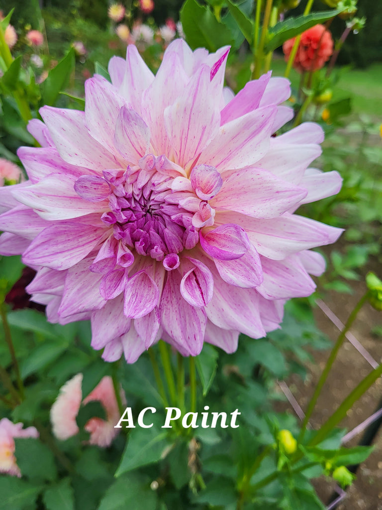 AC Paint Dahlia Tuber