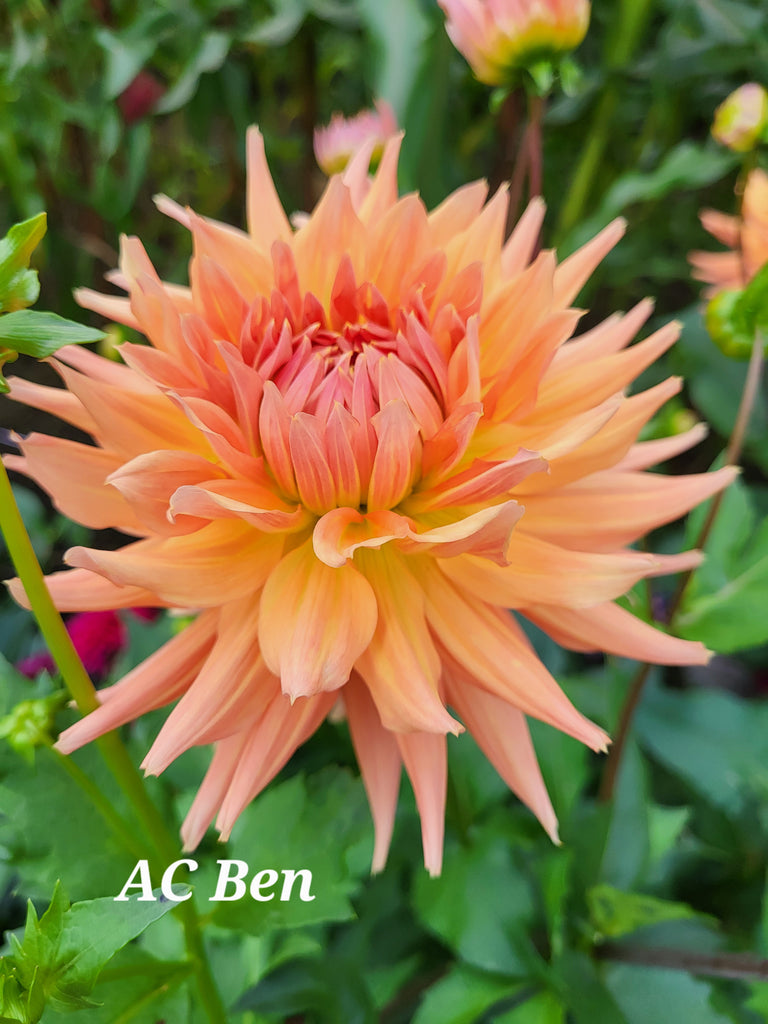 AC Ben Dahlia Tuber