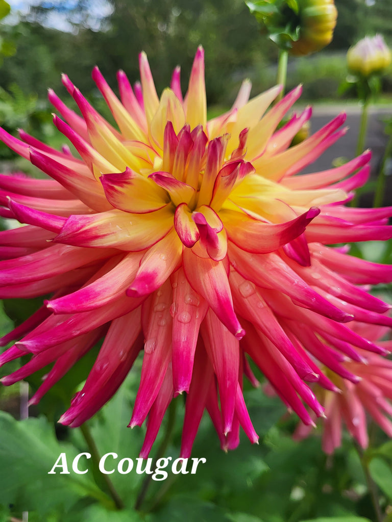 AC Cougar Dahlia Tuber