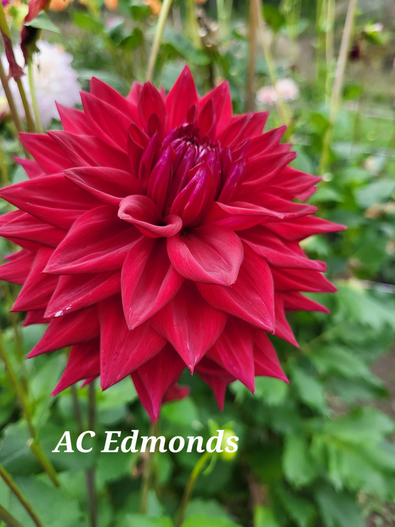 AC Edmonds Dahlia Tuber