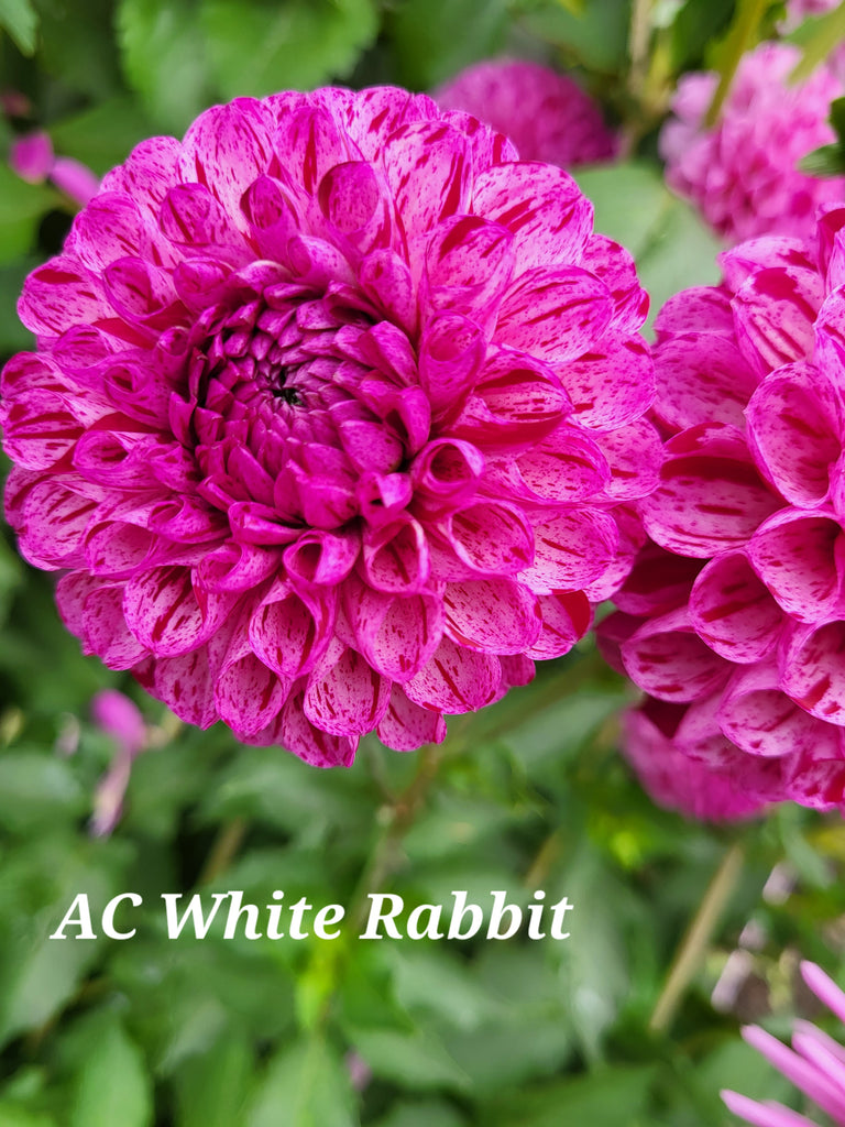 AC White Rabbit Dahlia Tuber