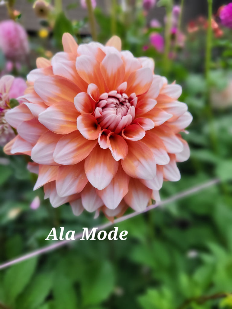Ala Mode Dahlia Tuber