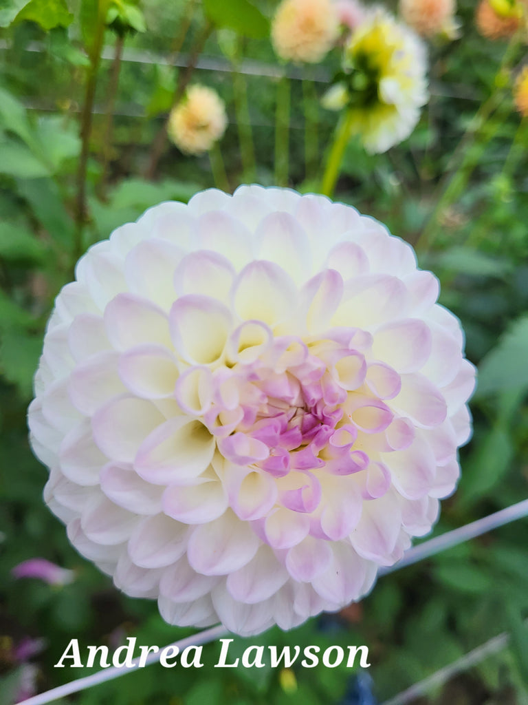 Andrea Lawson Dahlia Tuber