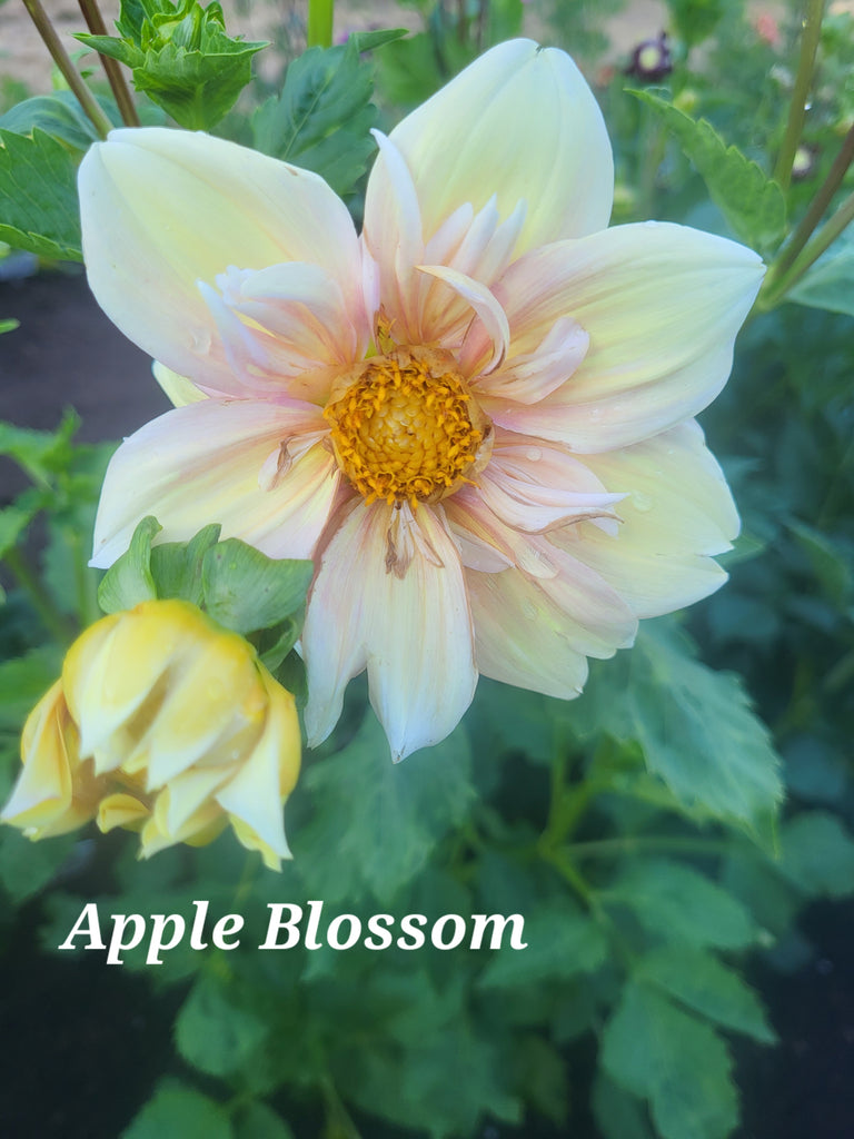 その他 DAHLIA Dahlia GZ Katja Special | Gartenzauber