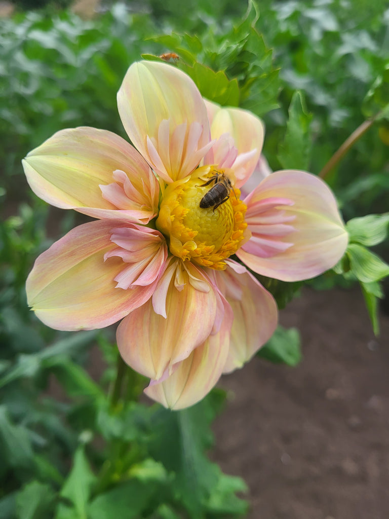 その他 DAHLIA Dahlia 'Wizard of Lightening' | Official site of Peter C