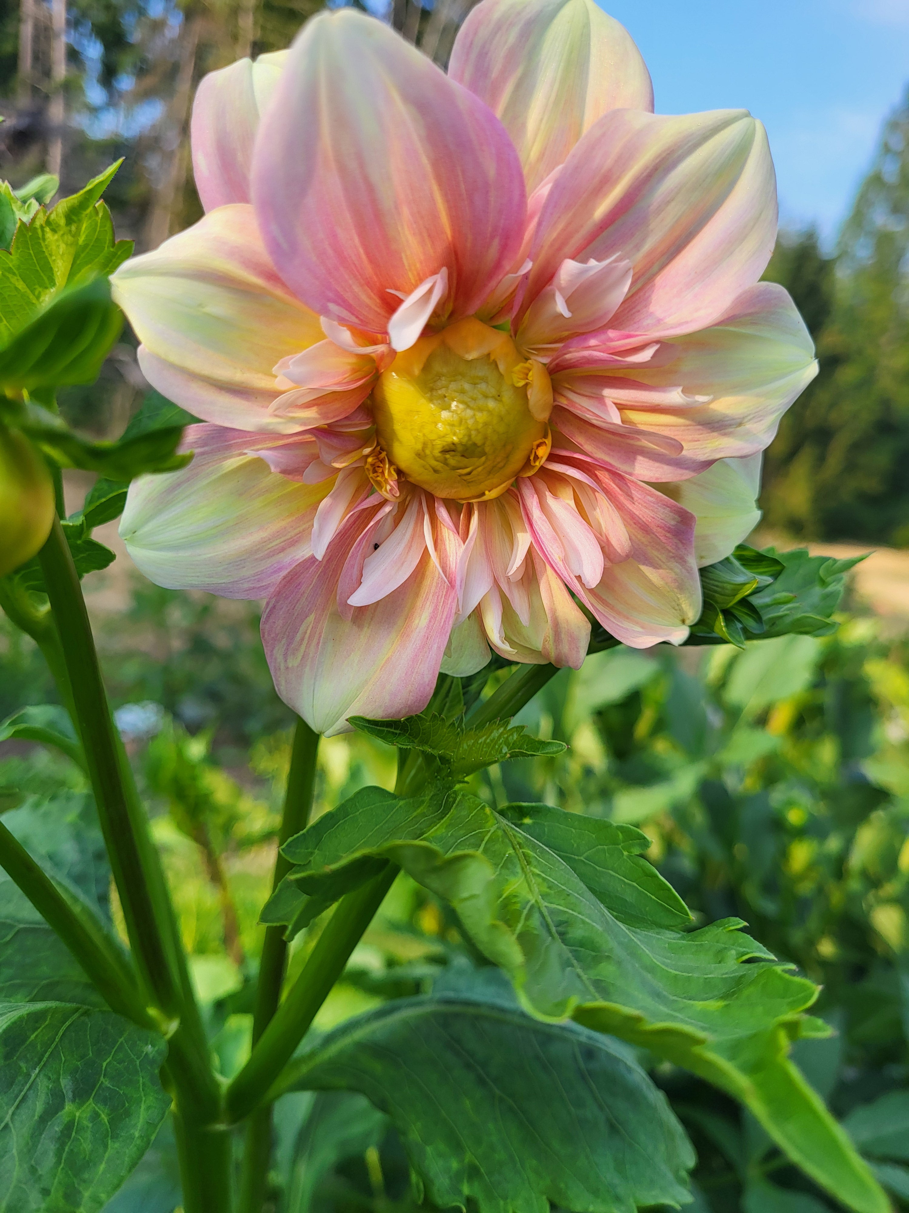 その他 DAHLIA Dahlia 'Wizard of Lightening' | Official site of Peter C