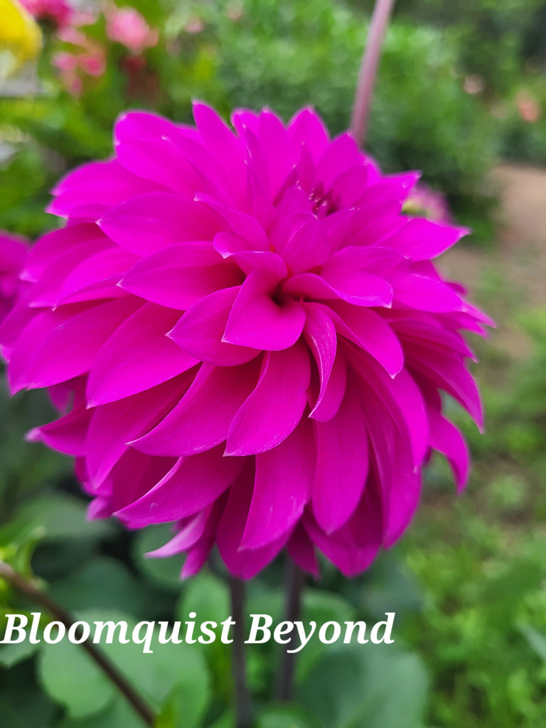 Bloomquist Beyond Dahlia Tuber