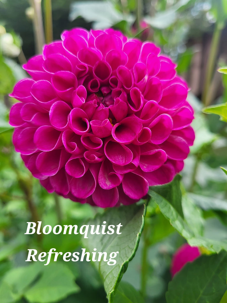 Bloomquist Refreshing Dahlia Tuber