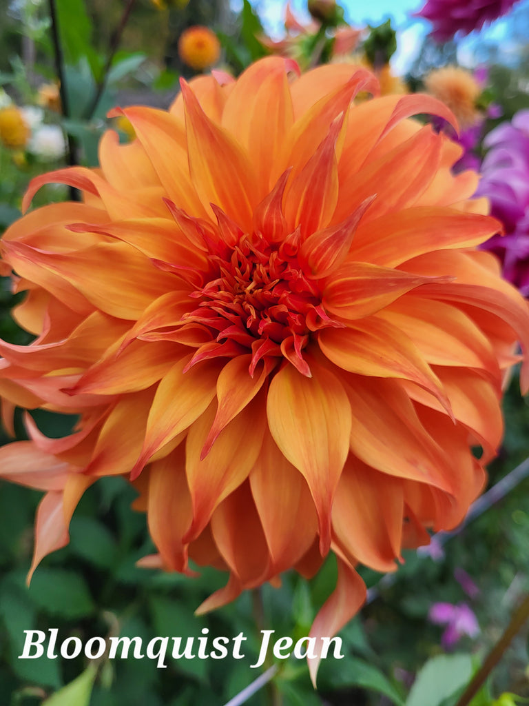 Bloomquist Jean Dahlia Tuber