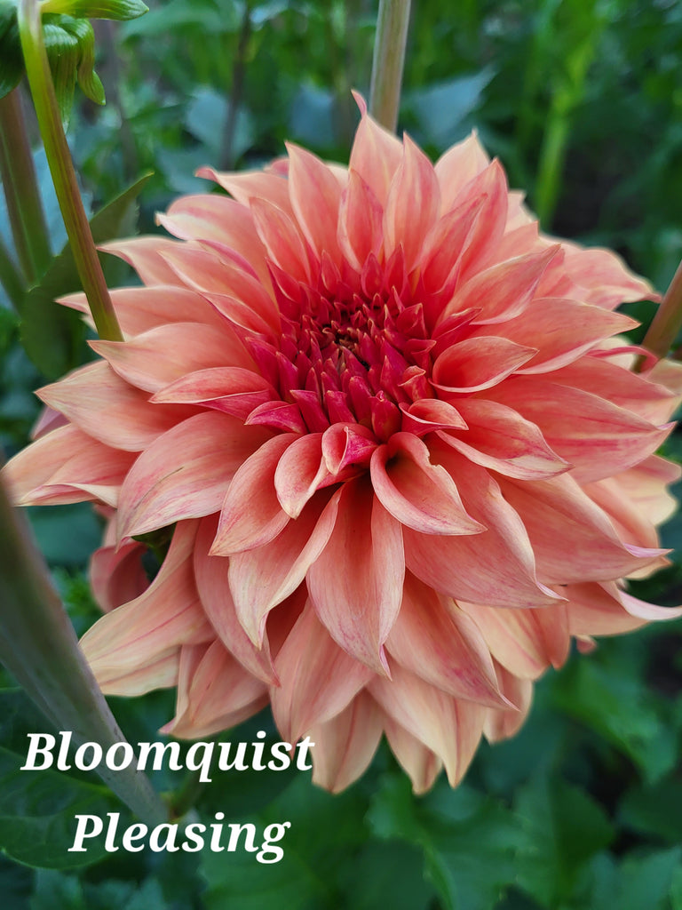 Bloomquist Pleasing Dahlia Tuber