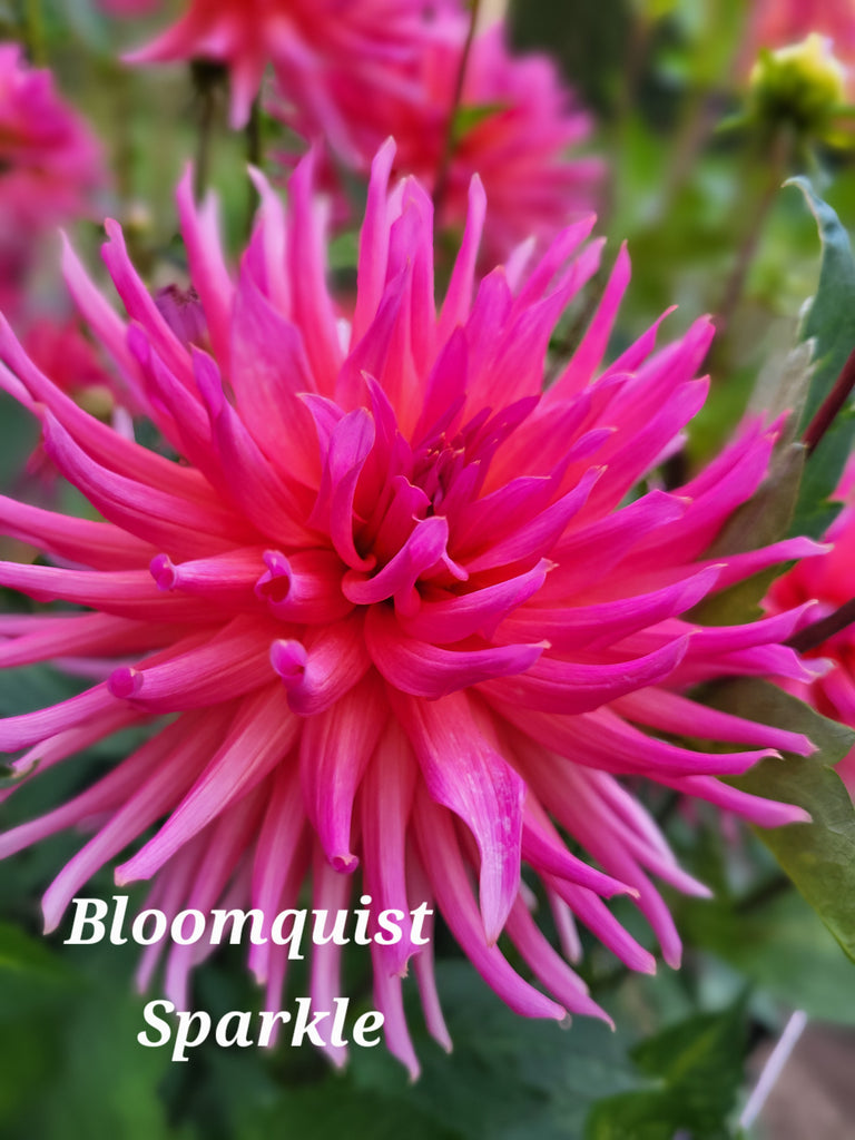 Bloomquist Sparkle Dahlia Tuber
