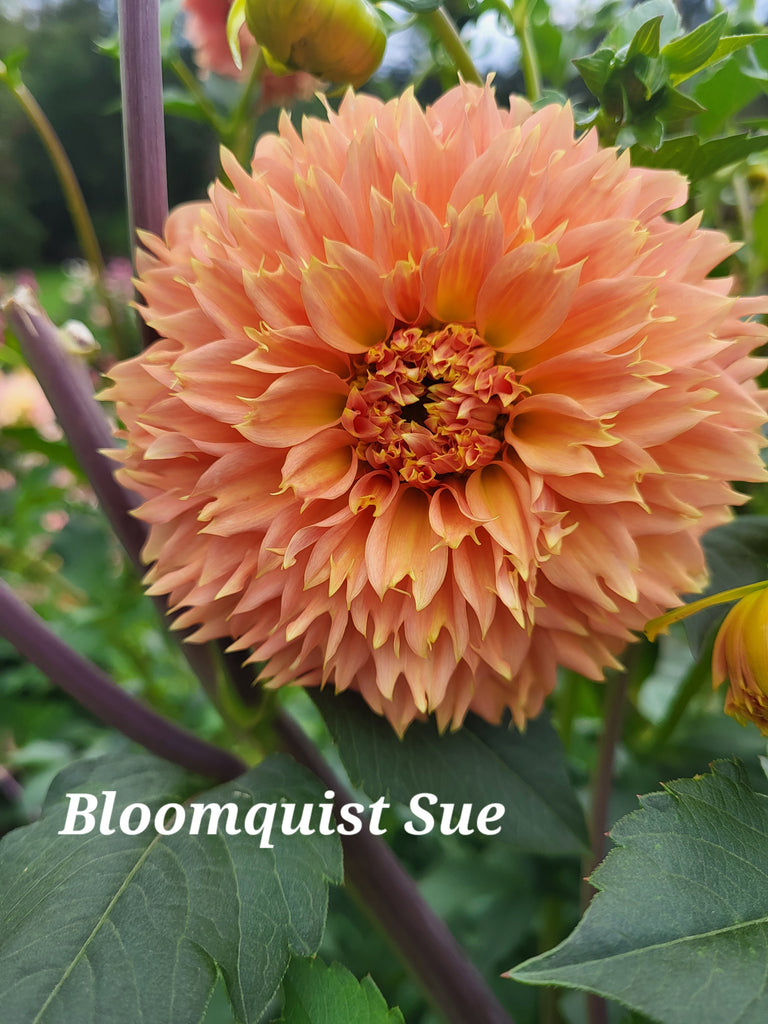 Bloomquist Sue Dahlia Tuber