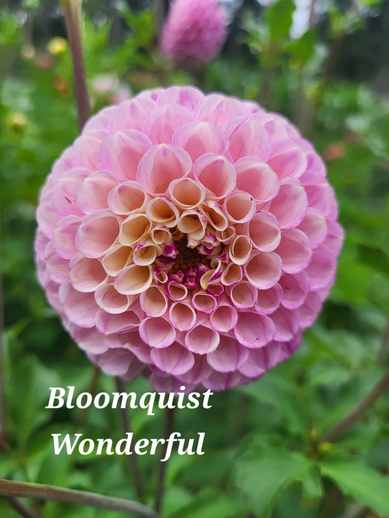 Bloomquist Wonderful Dahlia Tuber