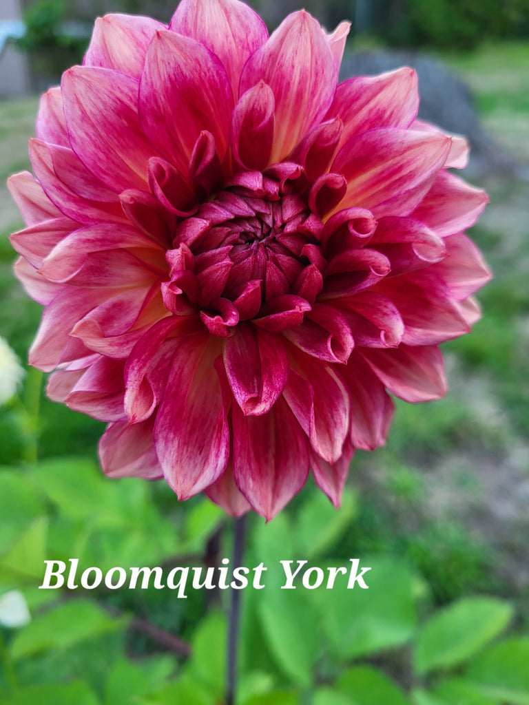 Bloomquist York Dahlia Tuber