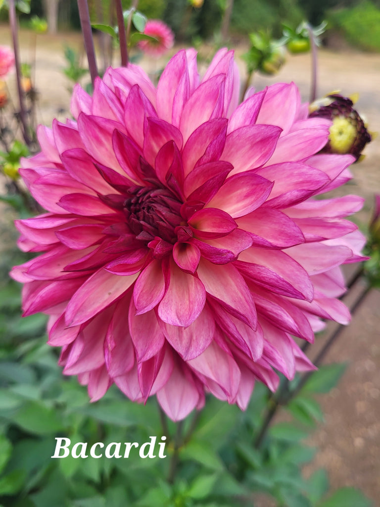 Bacardi Dahlia Tuber