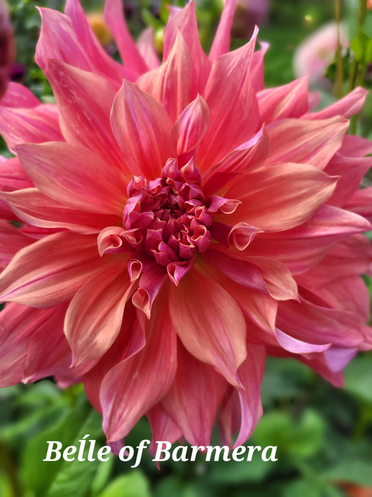 Belle Of Barmera Dahlia Tuber