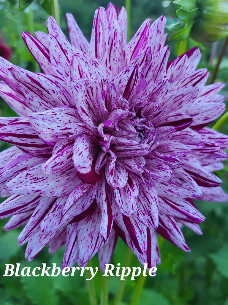 Blackberry Ripple Dahlia Tuber