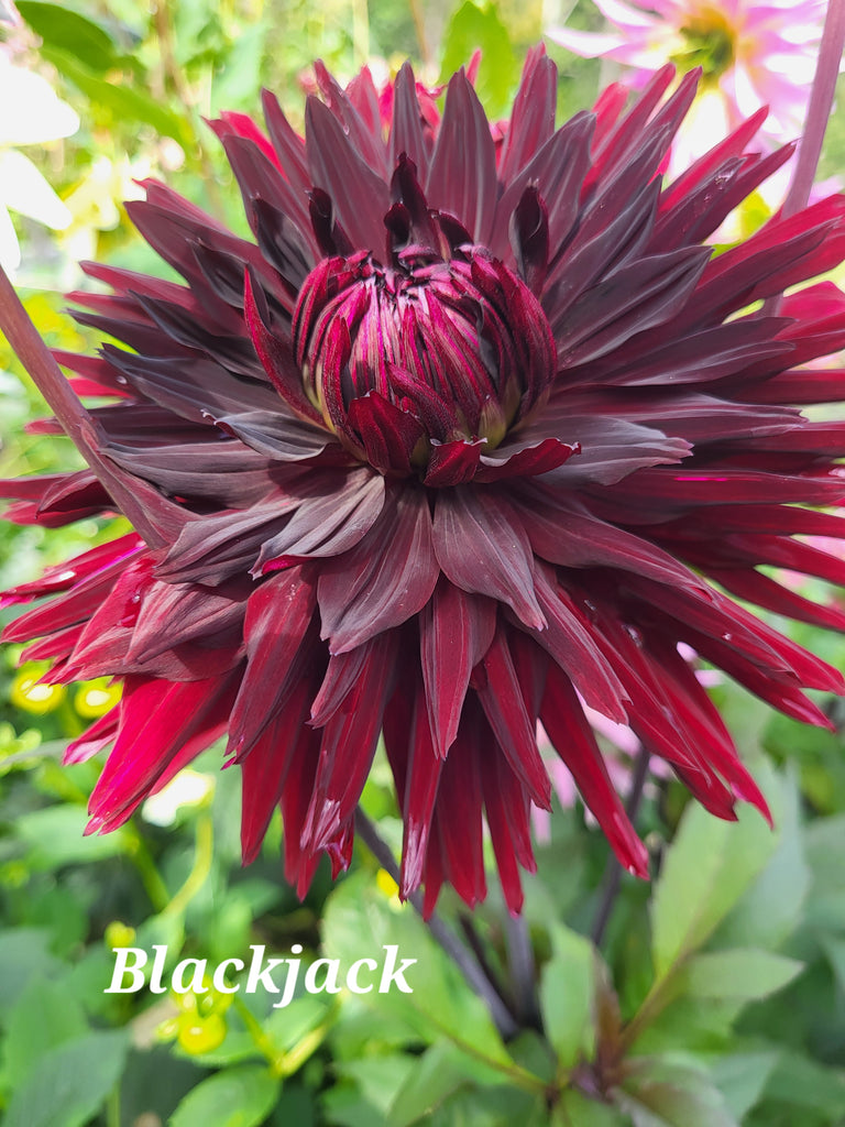Black Jack Dahlia Tuber