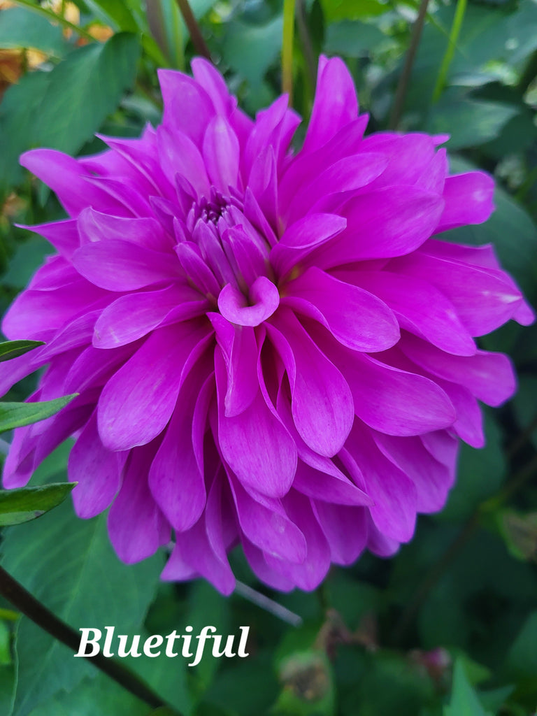 Bluetiful Dahlia Tuber