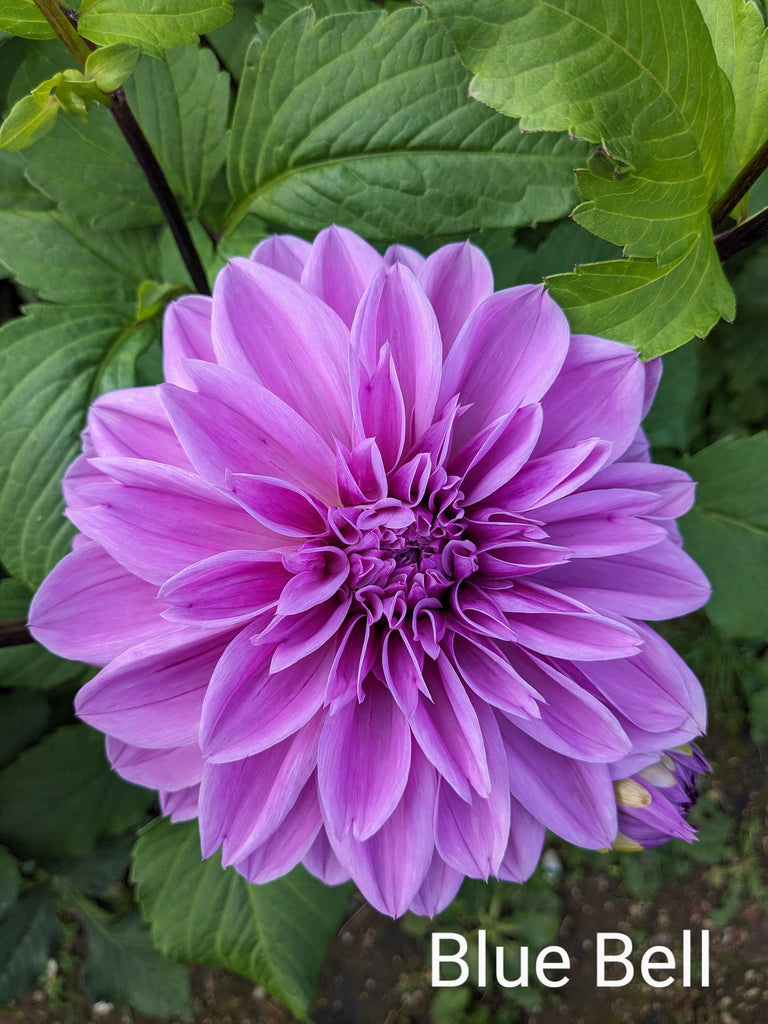 Blue Bell Dahlia Tuber