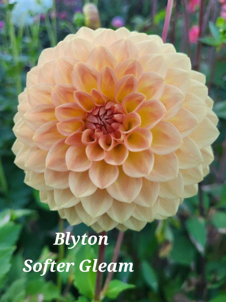 Blyton Softer Gleam Dahlia Tuber