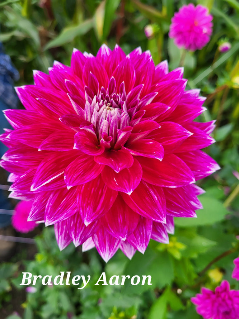 Bradley Aaron Dahlia Tuber