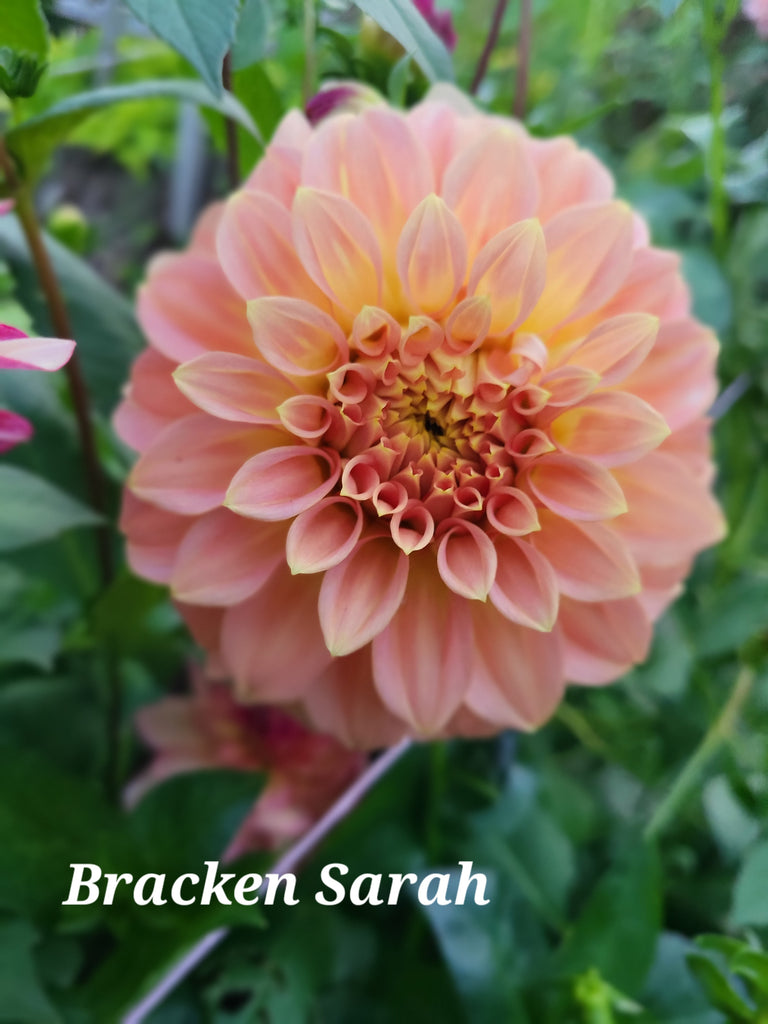 Bracken Sarah Dahlia Tuber
