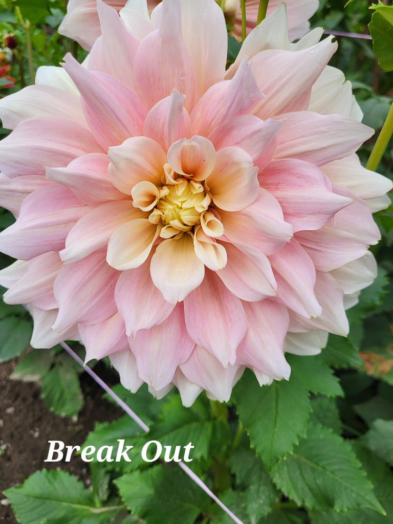 Break Out Dahlia Tuber
