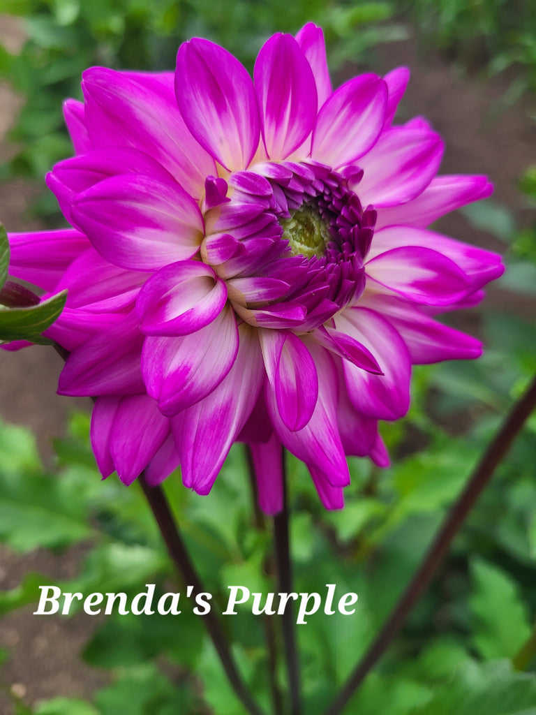Brenda's Purple Dahlia Tuber