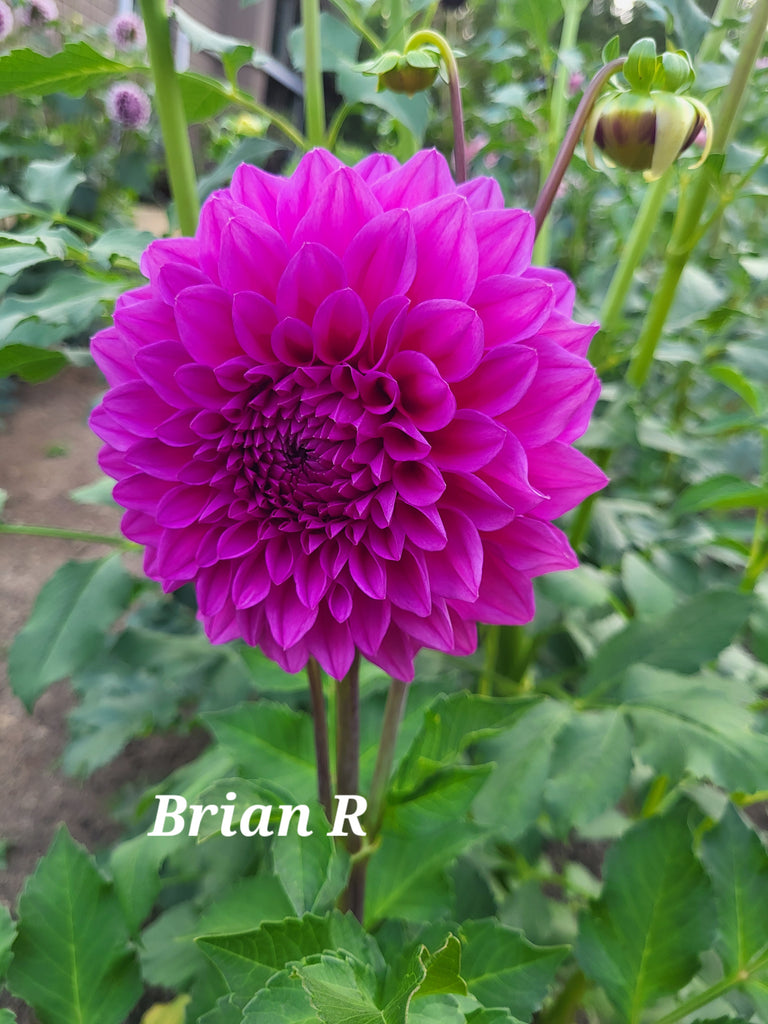 Brian R Dahlia Tuber