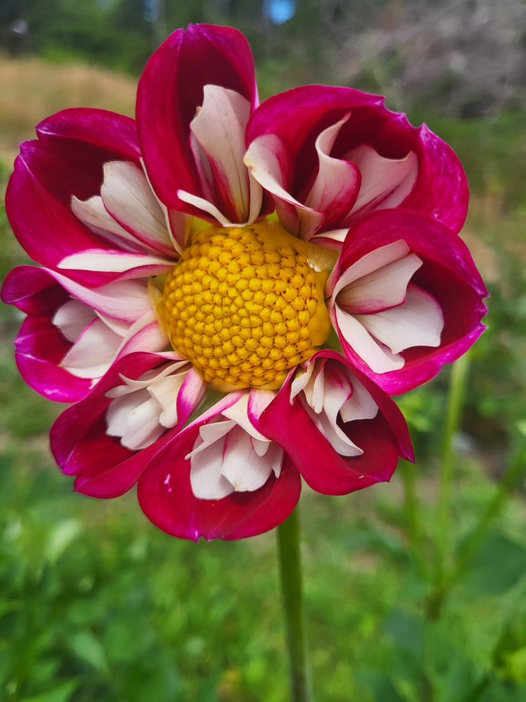 Bumble Rumble Dahlia Tuber