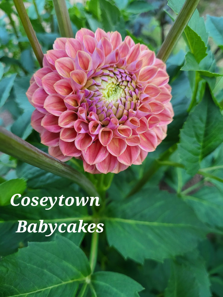 CT Baby Cakes