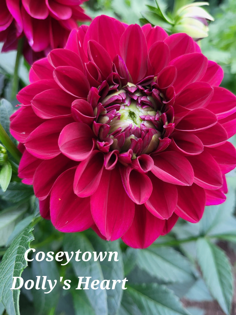CT Dolly's Heart Dahlia Tuber