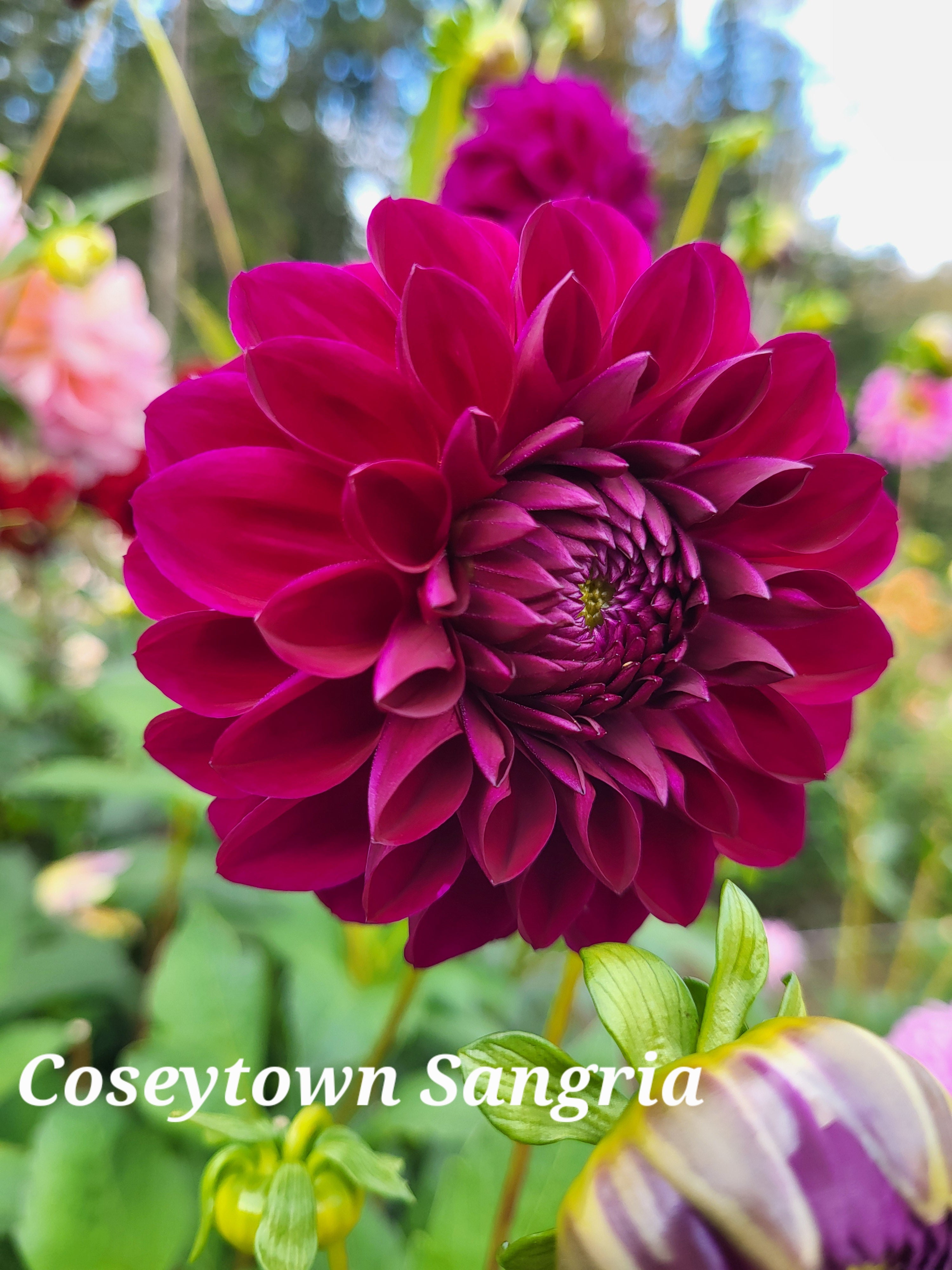 Ｄahlia☆様 sunshiny dahlia 'sandia brocade' is a super bloomer. many