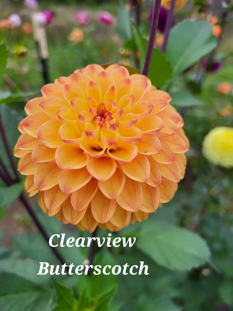 Clearview Butterscotch Dahlia Tuber