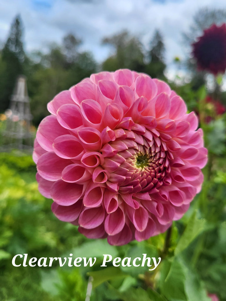 Clearview Peachy Dahlia Tuber