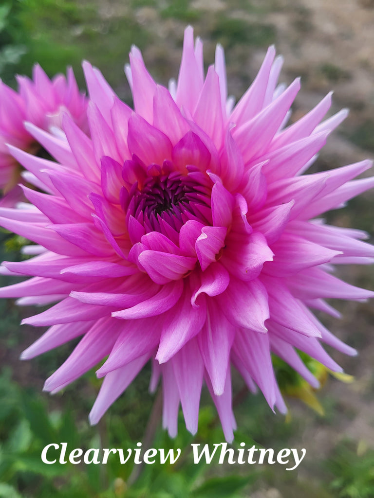 Clearview Whitney Dahlia Tuber