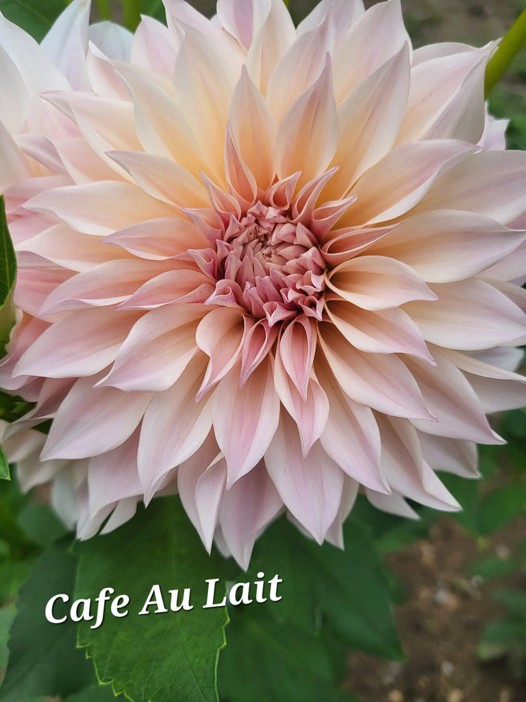 Cafe au Lait Dahlia Tuber