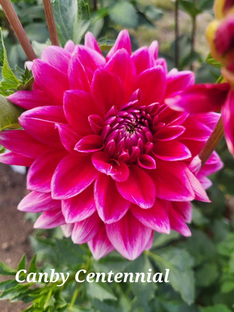 Canby Centennial Dahlia Tuber
