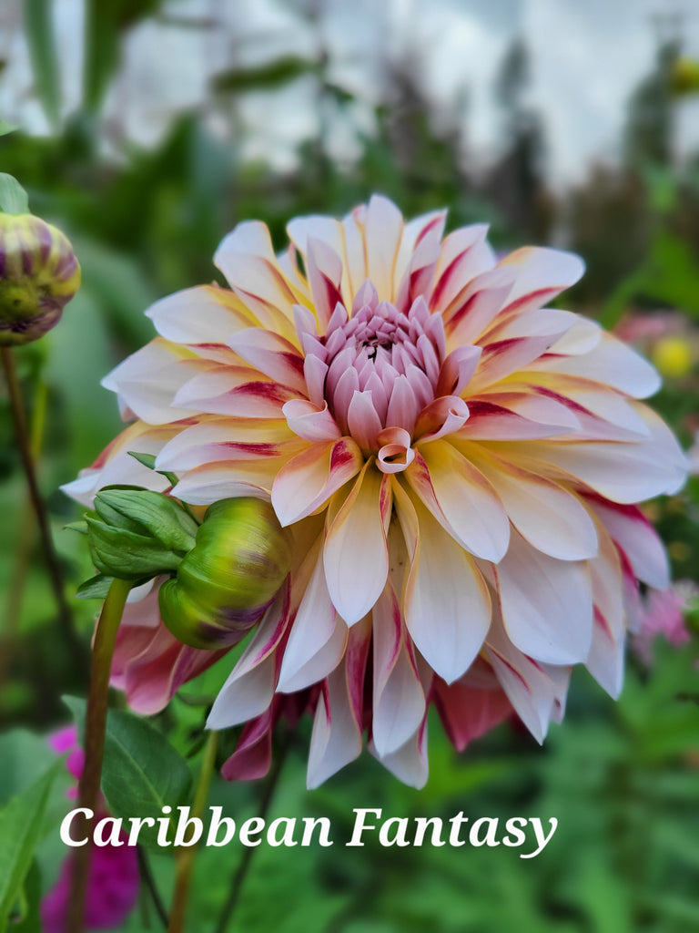 Caribbean Fantasy Dahlia Tuber