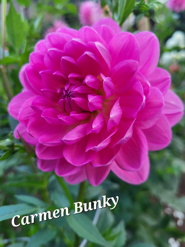 Carmen Bunky Dahlia Tuber