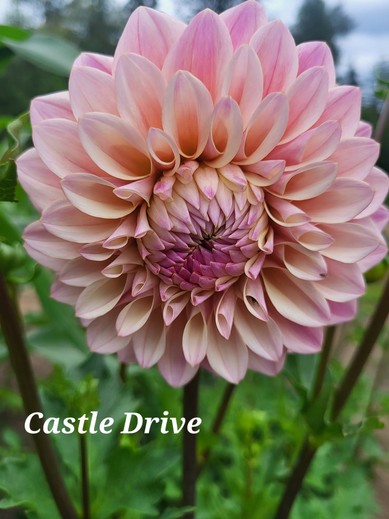 Castle Drive Dahlia Tuber