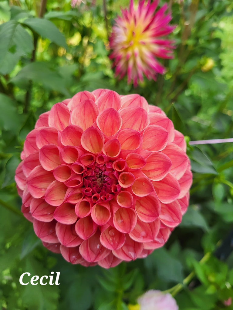 Cecil Dahlia Tuber