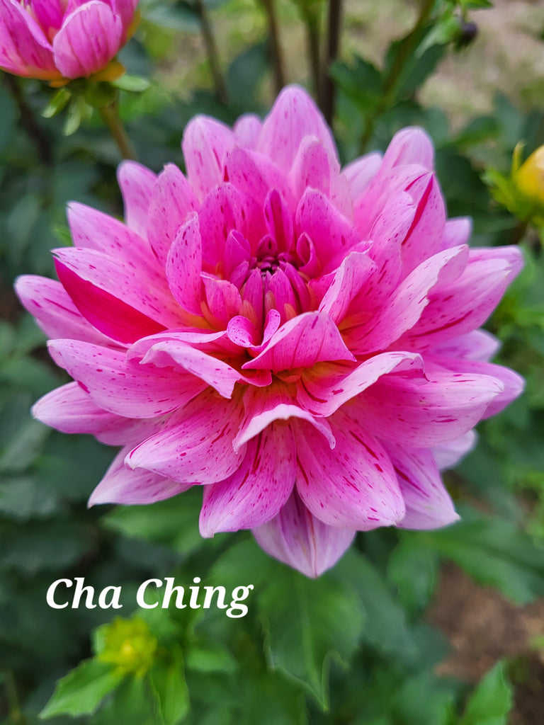 Cha Ching Dahlia Tuber